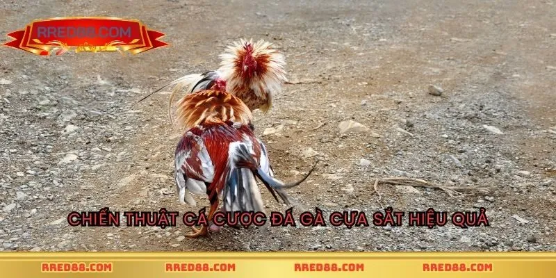 Chiến thuật cá cược đá gà cựa sắt hiệu quả