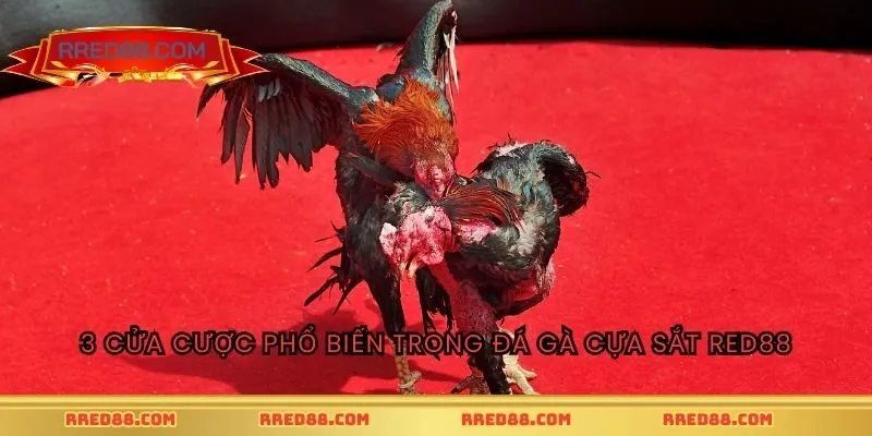 3 cửa cược phổ biến trong đá gà cựa sắt RED88
