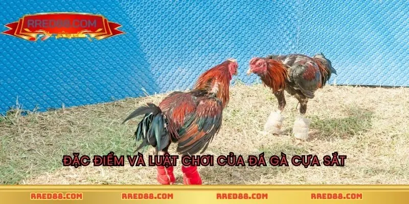 Đặc điểm và luật chơi của đá gà cựa sắt