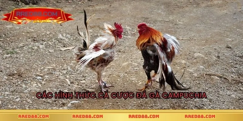 Các hình thức cá cược đá gà Campuchia