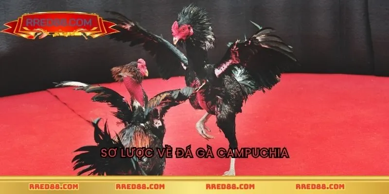Sơ lược về đá gà Campuchia