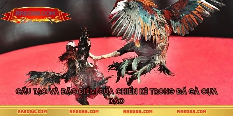 Cấu tạo và đặc điểm của chiến kê trong đá gà cựa dao