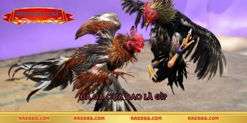 Đá gà cựa dao thực chất là gì?