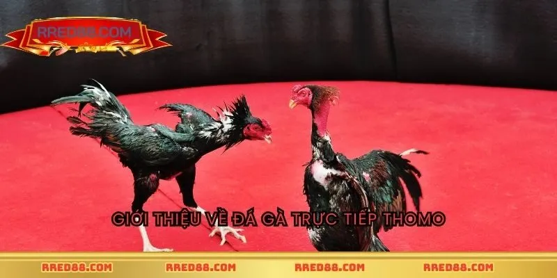 Giới thiệu về đá gà trực tiếp Thomo