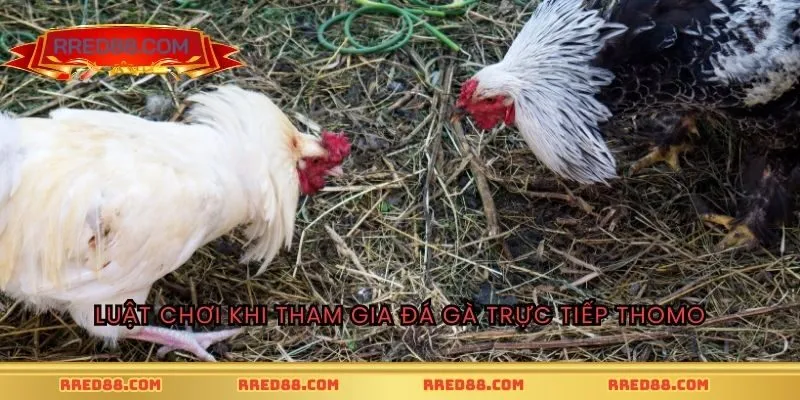 Luật chơi khi tham gia đá gà trực tiếp Thomo