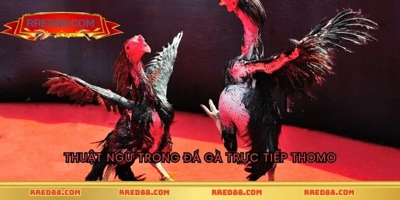 Thuật ngữ trong đá gà trực tiếp Thomo